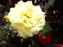 IMAGE0013.JPG Kopie.jpg